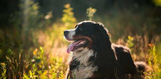 races de chien avenantes