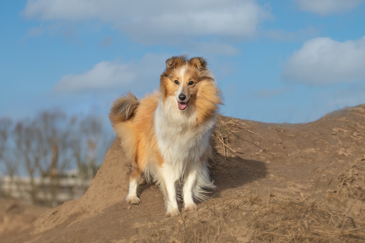 races de chien beau pelage