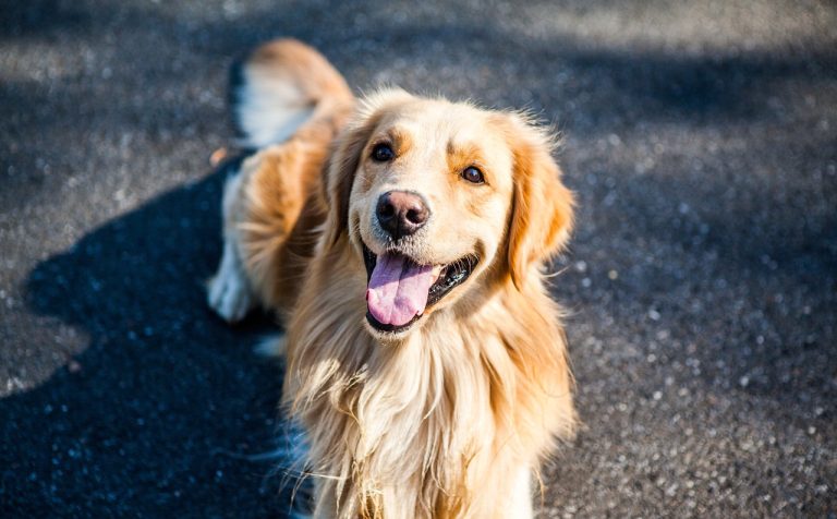 races de chien bourrées de qualités