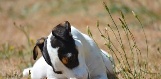 races de chien débarrasser des rongeurs