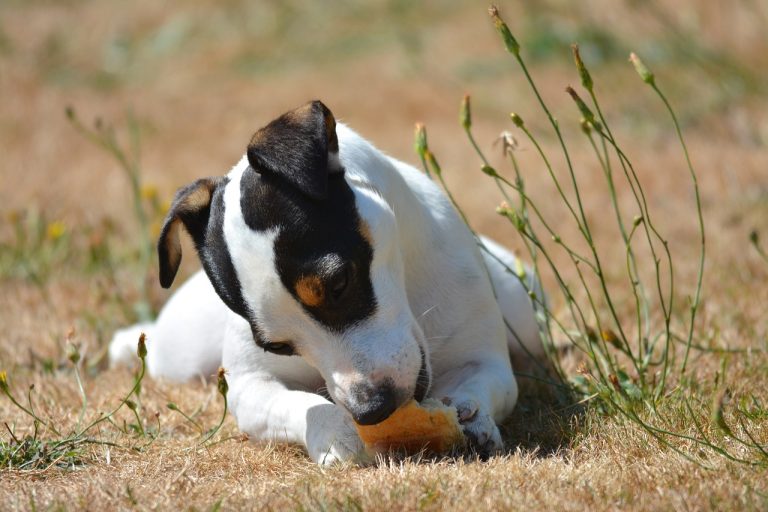 races de chien débarrasser des rongeurs