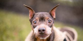 races de chien les plus chétives