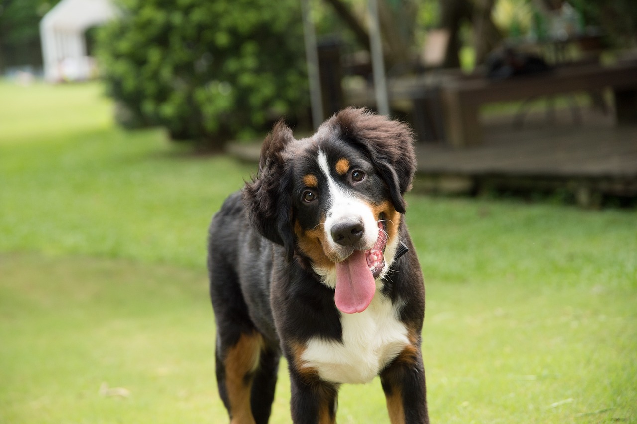 races de chien dépendantes