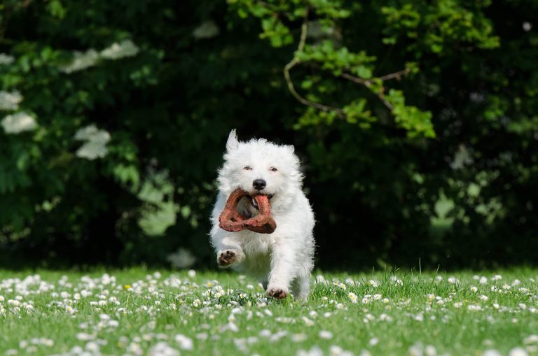 Voici 9 races de chien qui vont égayer vos journées