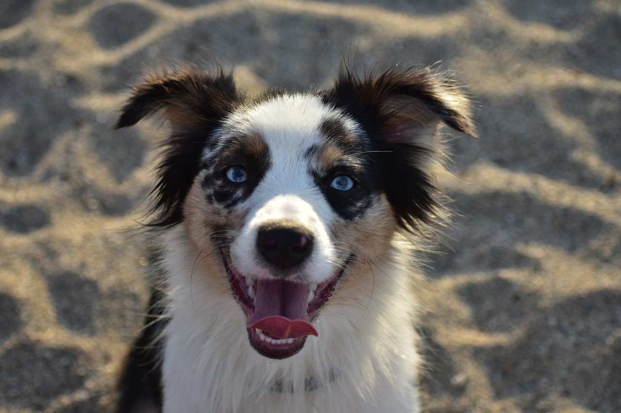 races de chien envie caresser