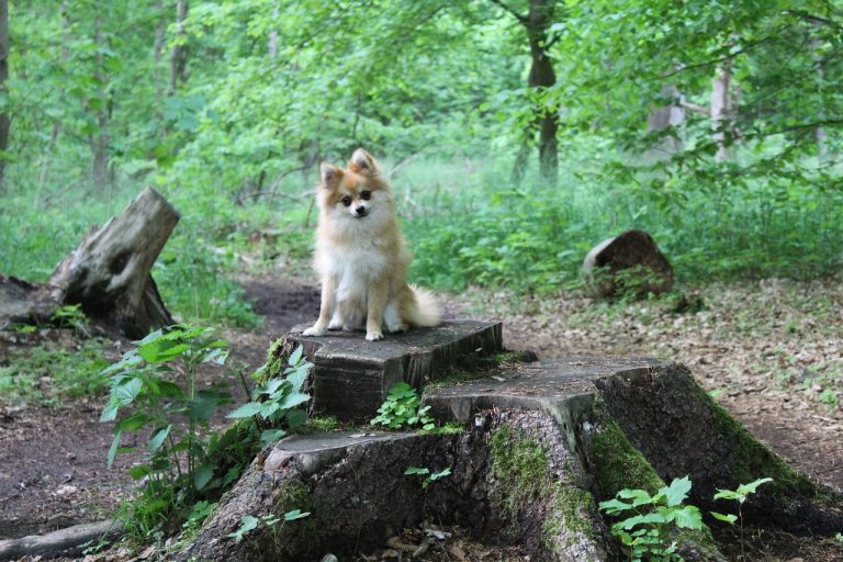 races de chien infatigables