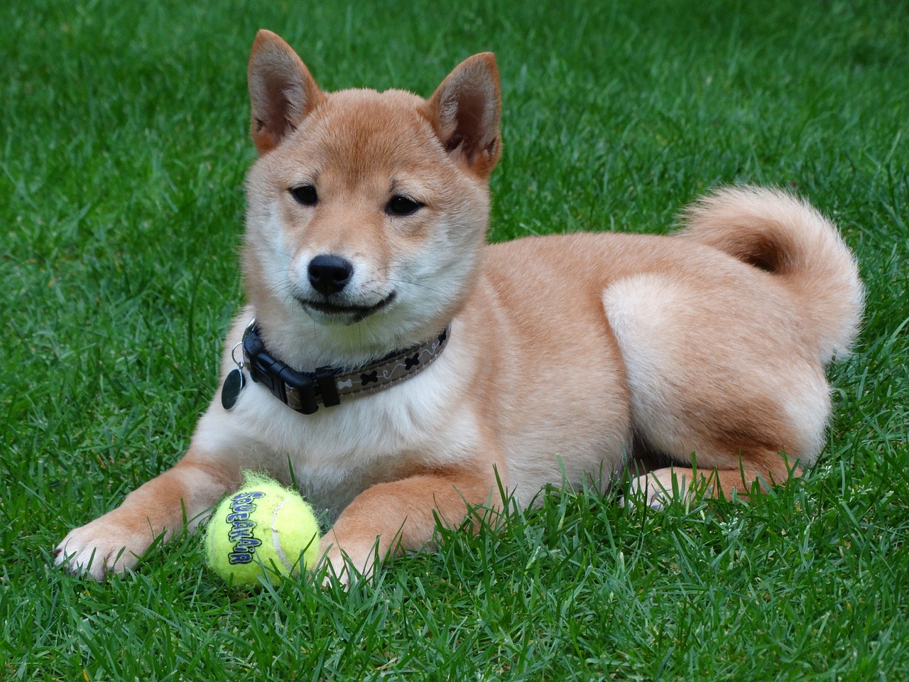 races de chien besoin isoler