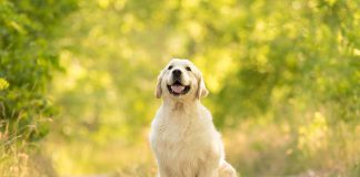 races de chien jamais rassasiées