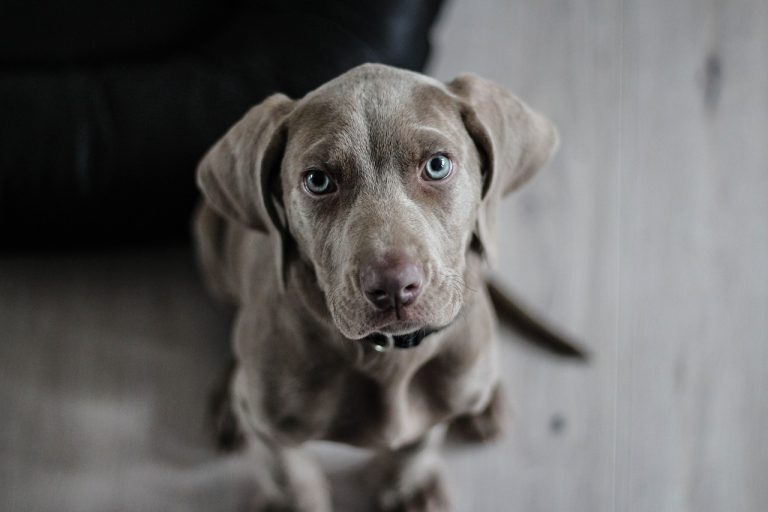 races de chien majestueuses