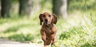 races de chien pas adopter coup de tête