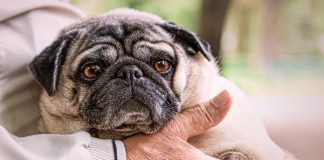 races de chien pas attirées par extérieur