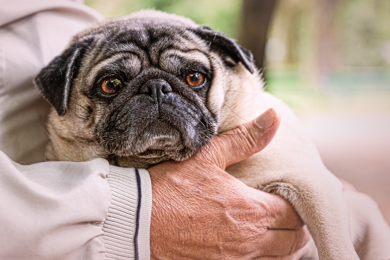 races de chien pas attirées par extérieur