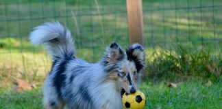 races de chien pas comme les autres