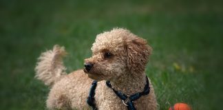 races de chien pas ennuyer