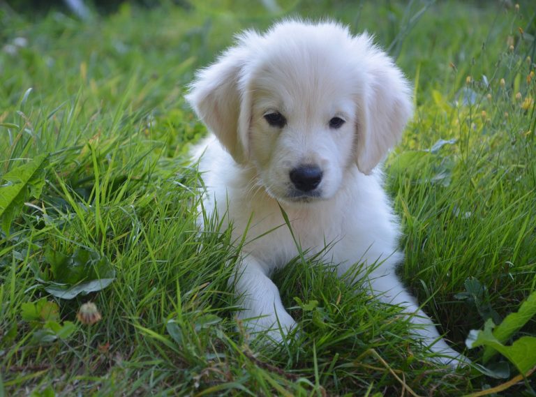 4 races de chien qui ne vont pas fuir