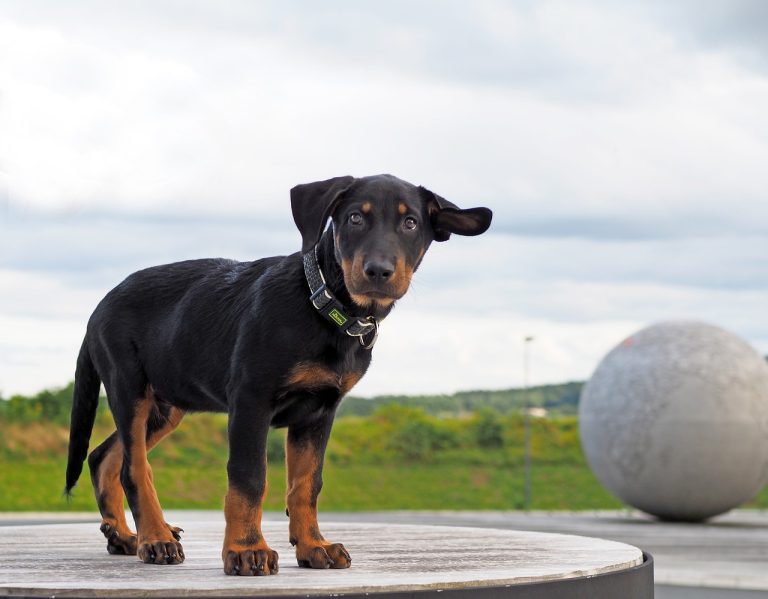 races de chien pelage foncé