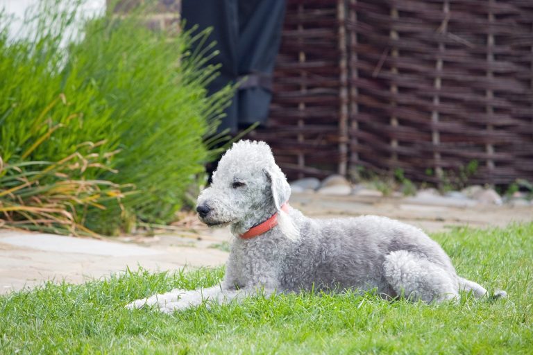 races de chien peu commun