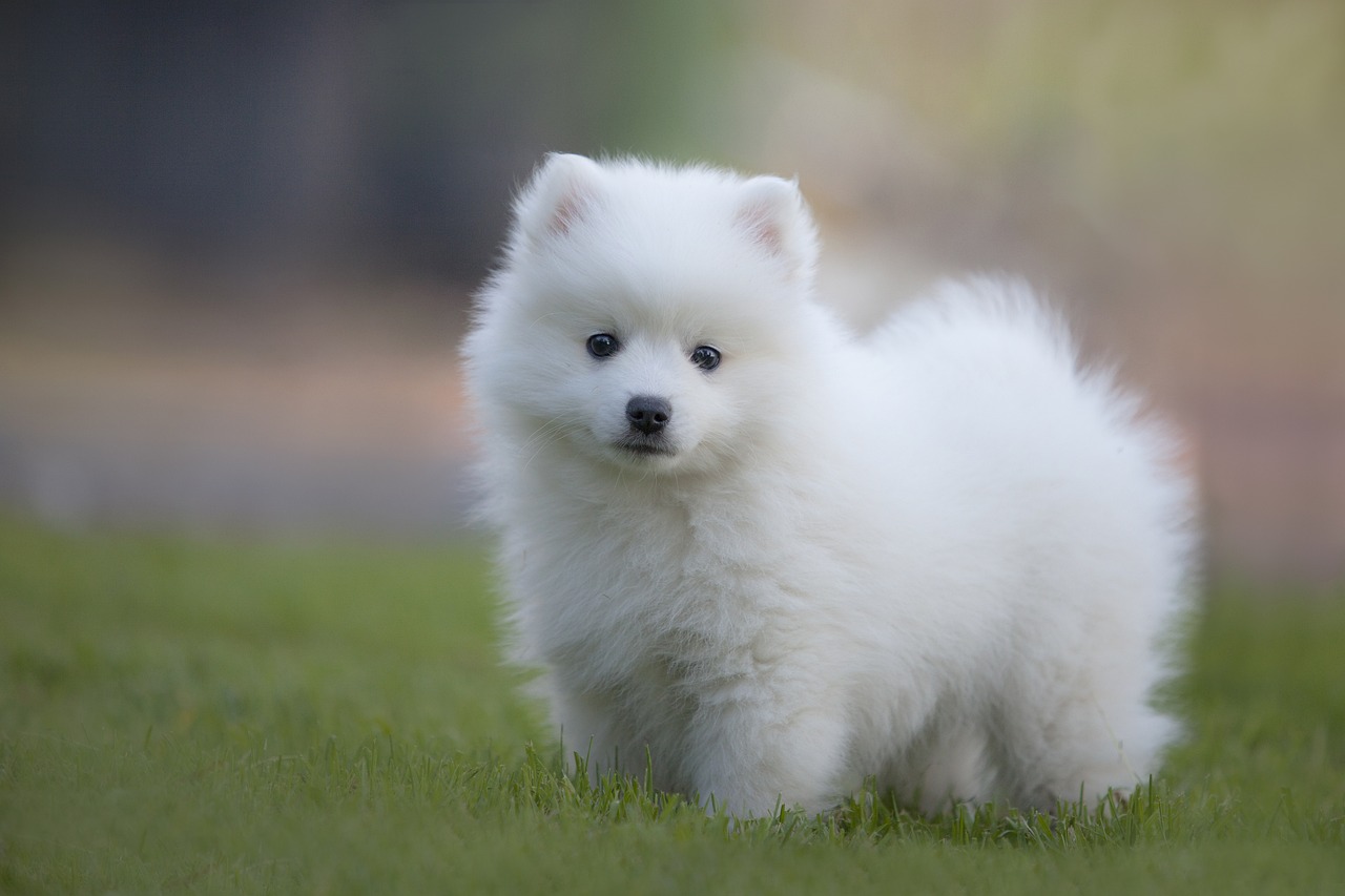 races de chien plus populaires