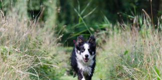 races de chien prendre la fuite