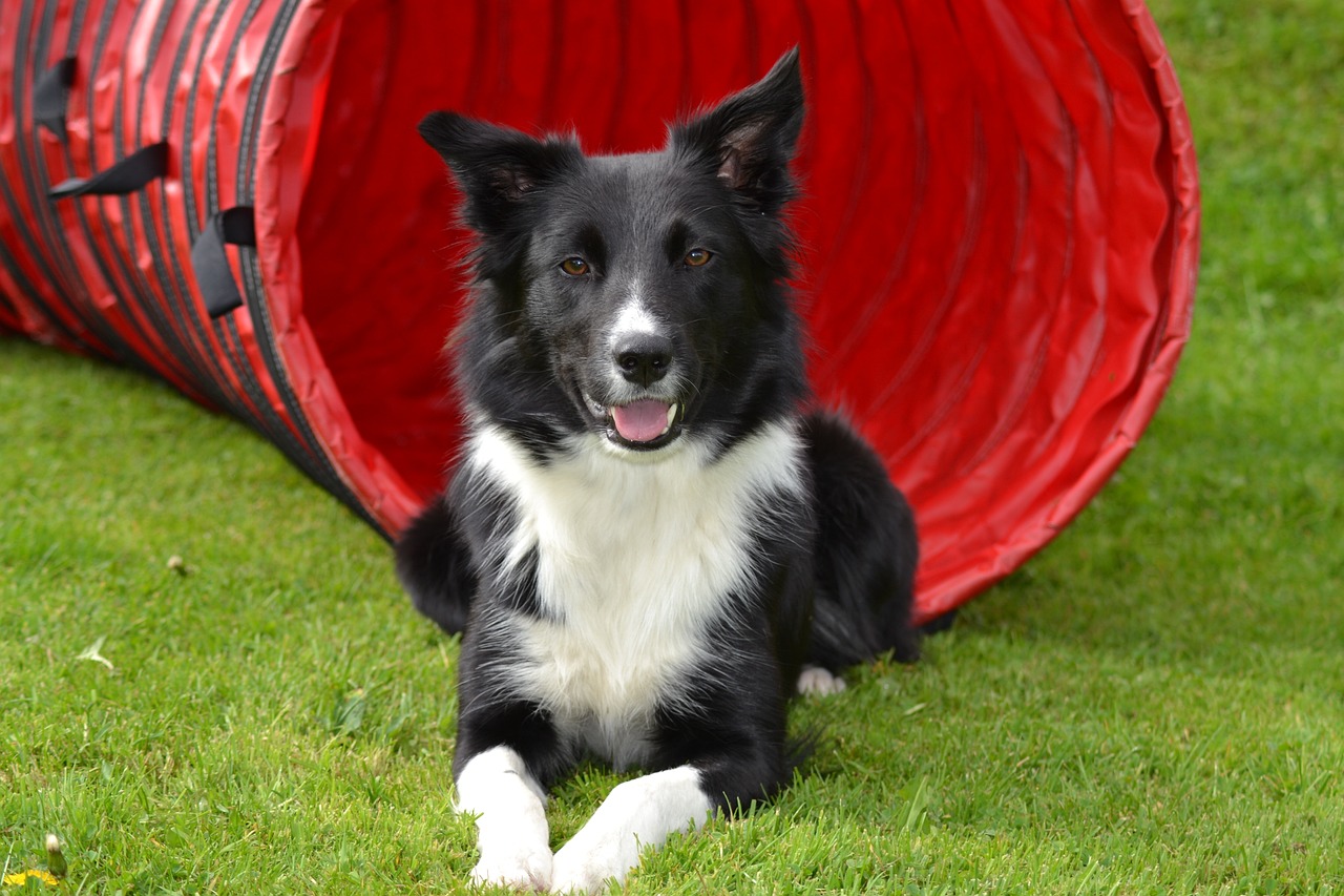 races de chien prendre tout votre temps