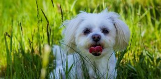 races de chien besoin propre espace