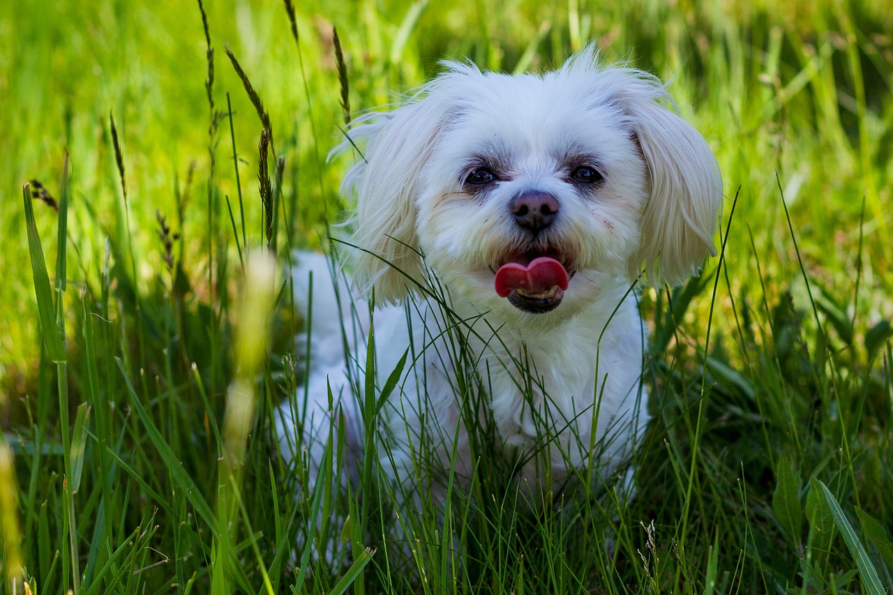 races de chien besoin propre espace