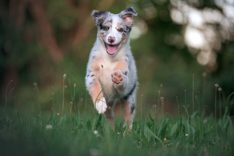 Voici les 9 races de chien qui vont vous épuiser