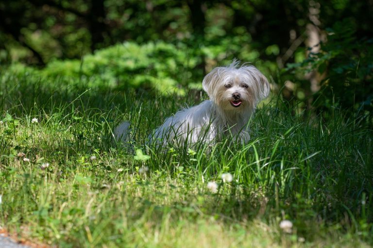 4 races de chien que vous ne regretterez pas d’avoir adoptées