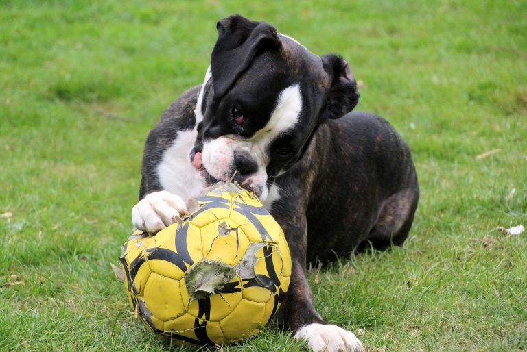 races de chien retrouver la ligne