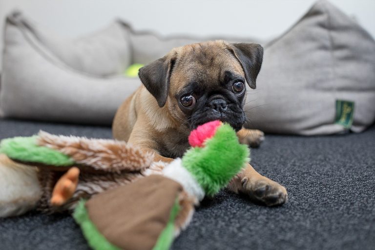 races de chien qui se reposent sur vous