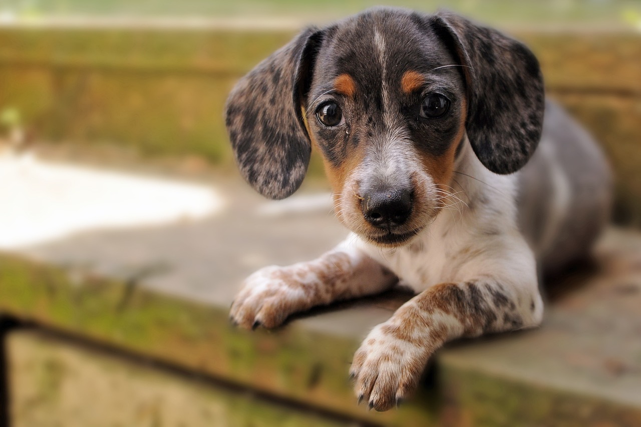 races de chien tenaces