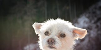 races de chien toujours dans vos pieds