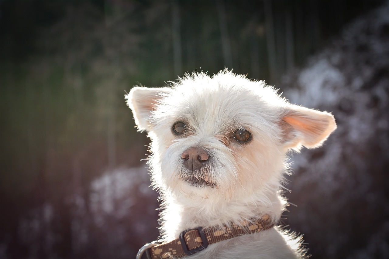 races de chien toujours dans vos pieds