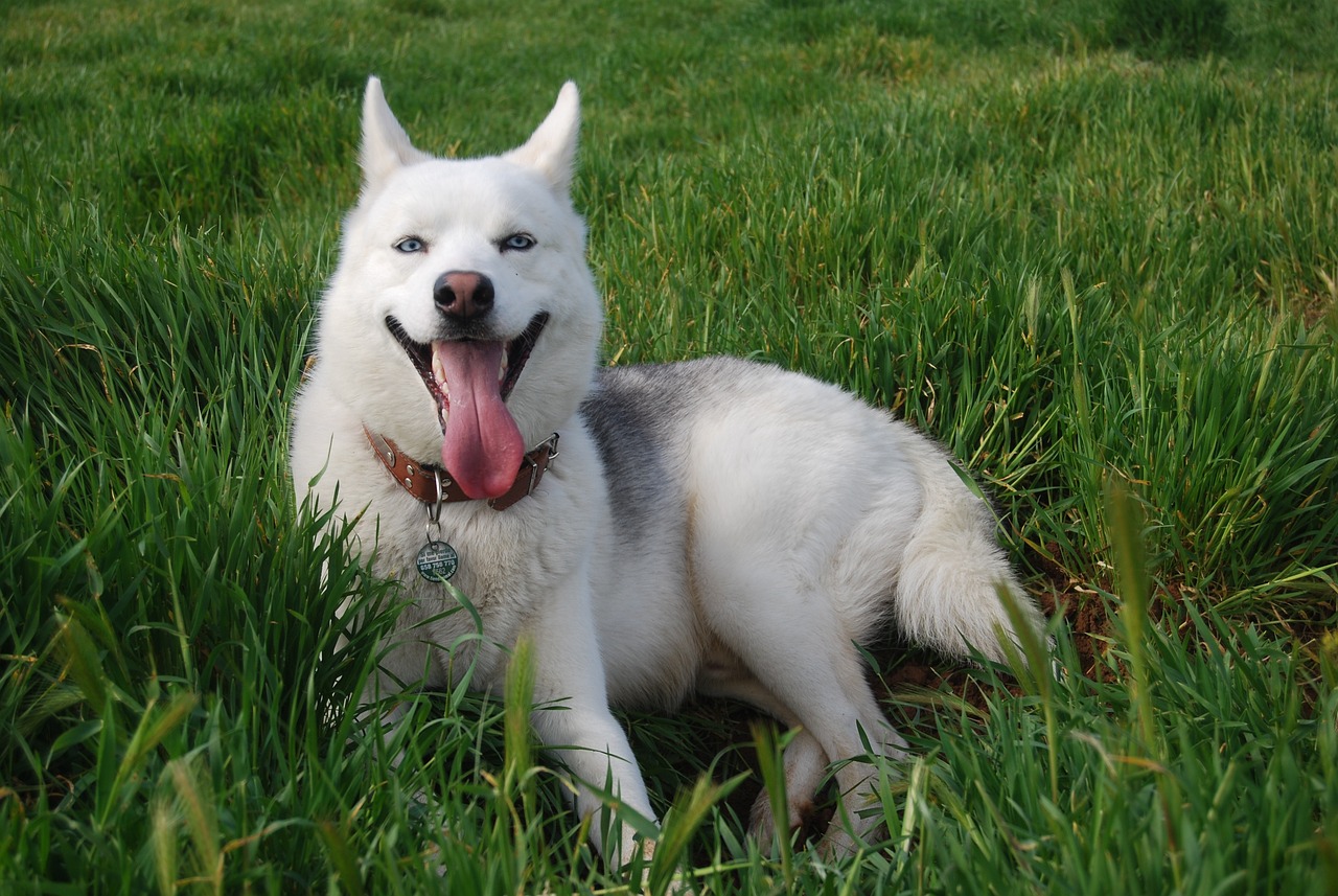 races de chien tout le monde peut pas adopter