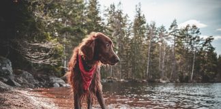 races de chien vivent à 100 à l'heure