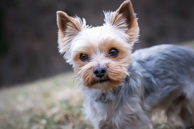 races chien craignent le froid