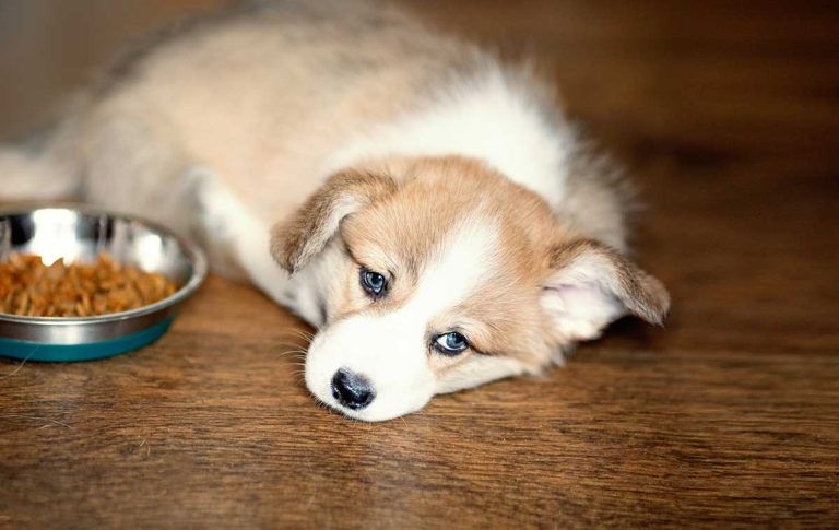 Les aliments crus meilleurs pour la santé que les croquettes