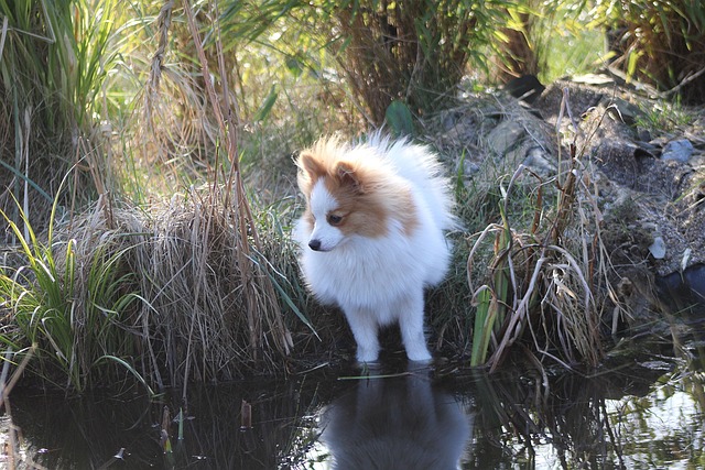 chien qui ont gagné en popularité