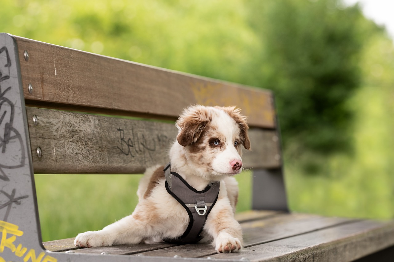 races de chien en vogue