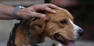 beagle disparu retrouvé