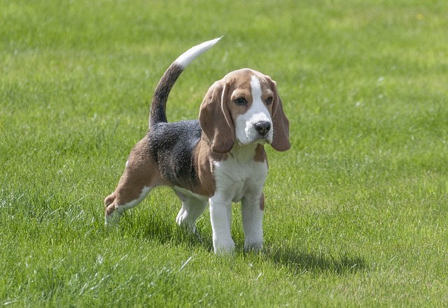 race de chien très liée à leur maître