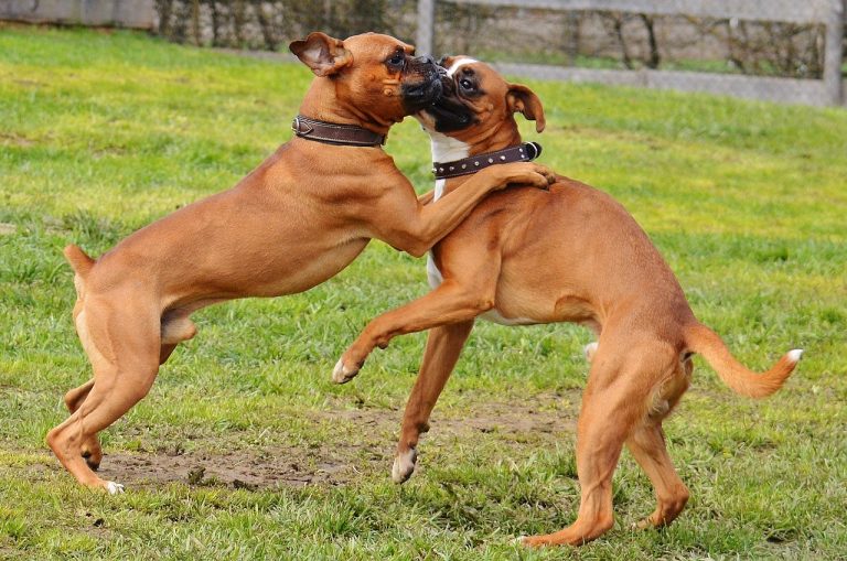 races de chien plus vives