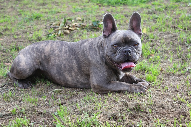 race de chien va vers les autres