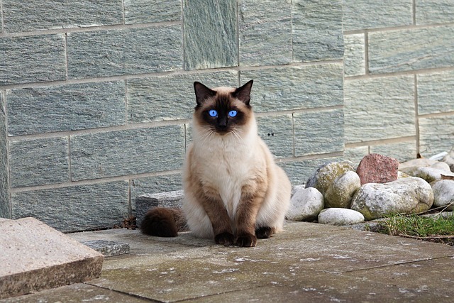 chat à l'aise dans tous les environnements