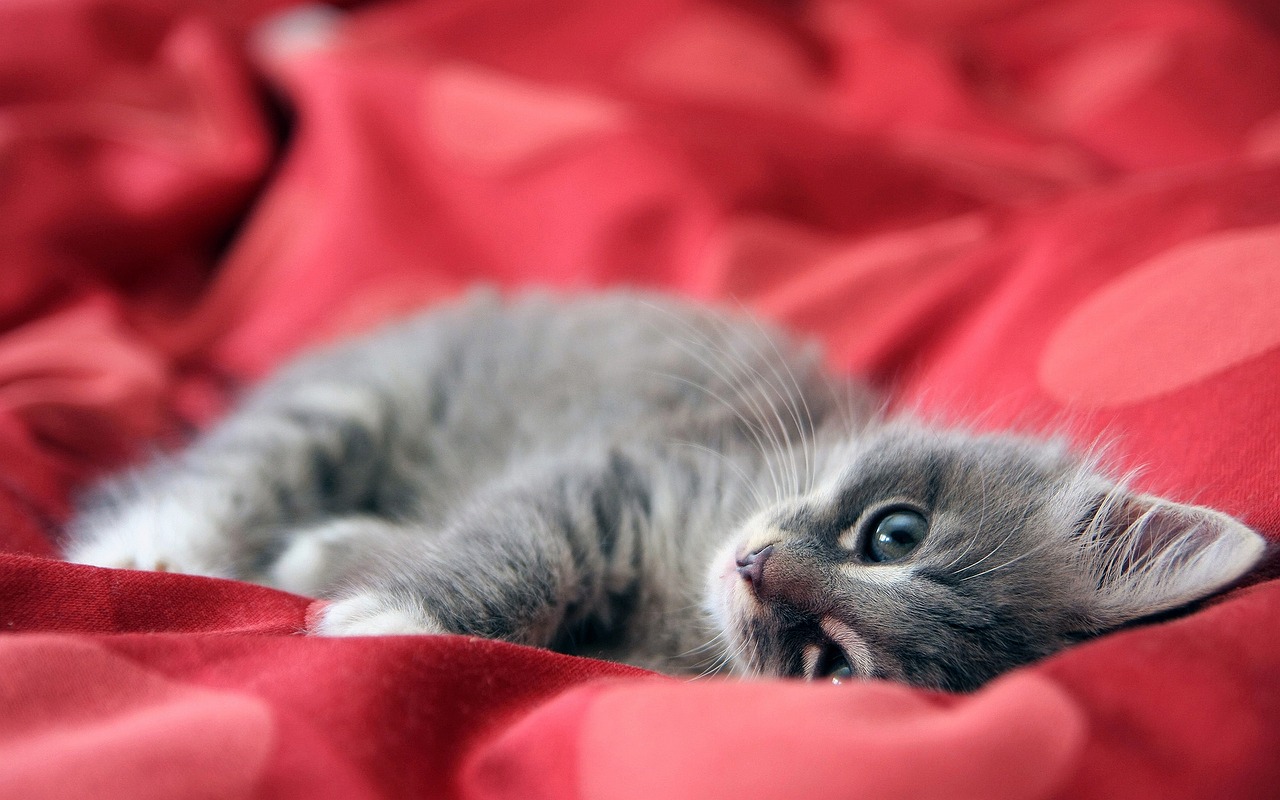 races de chat qui ont le plus de succès