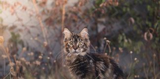 races de chat à l'aise dans tous les environnements