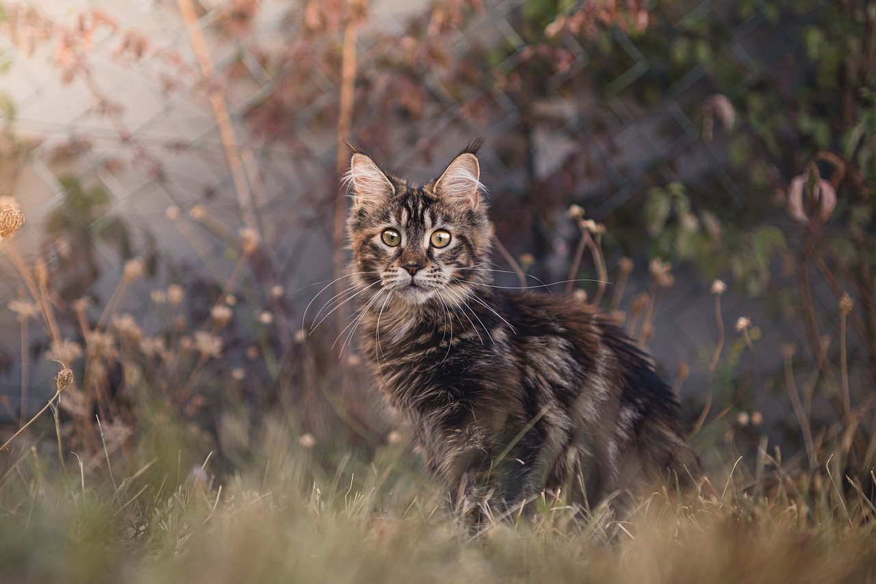 races de chat à l'aise dans tous les environnements