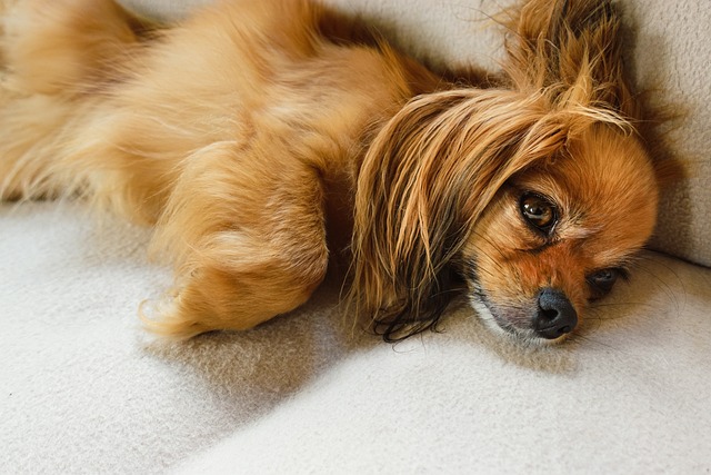 chien aime être entouré