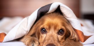 chien failli mourir à cause huile de palme