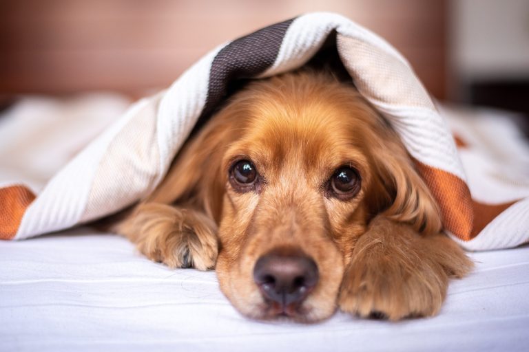 chien failli mourir à cause huile de palme